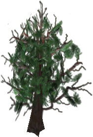 Cedar-family tree