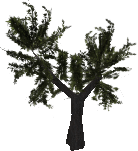 Maple Sharp_Maple01