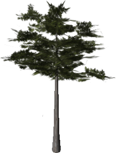 Maple Sharp_Maple05