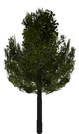 Pear Sharp_Pear05