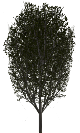 Poplar Sharp_Poplar10