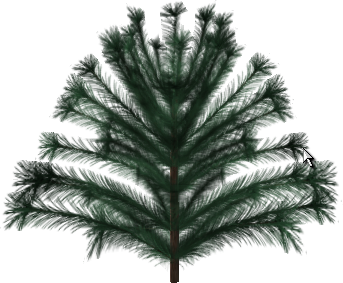 White Pine Sharp_WhitePine01